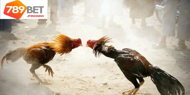 Chia sẻ cách chăm sóc chiến kê phát triển tốt