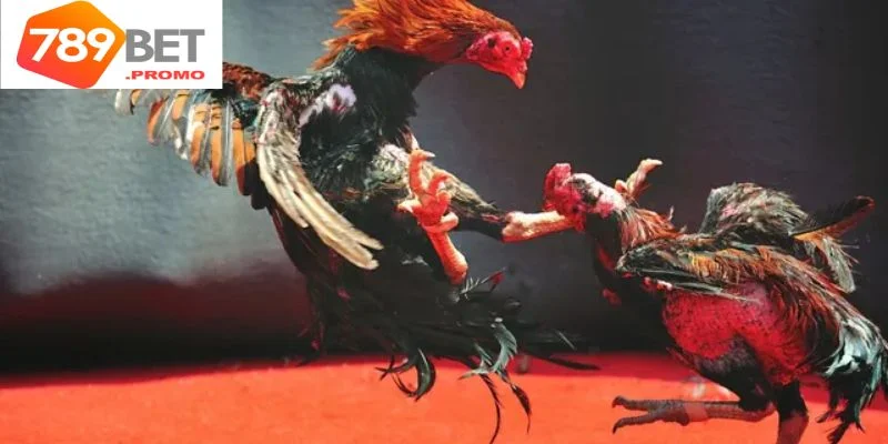 Đa dạng các loại đá gà 