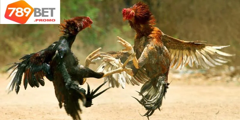 Đặc trưng của chiến kê tham gia thi đấu