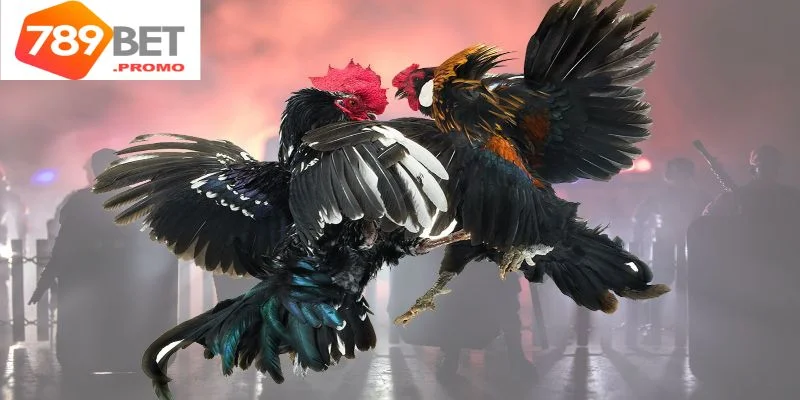 Giới thiệu về bộ môn đá gà cựa sắt trực tuyến