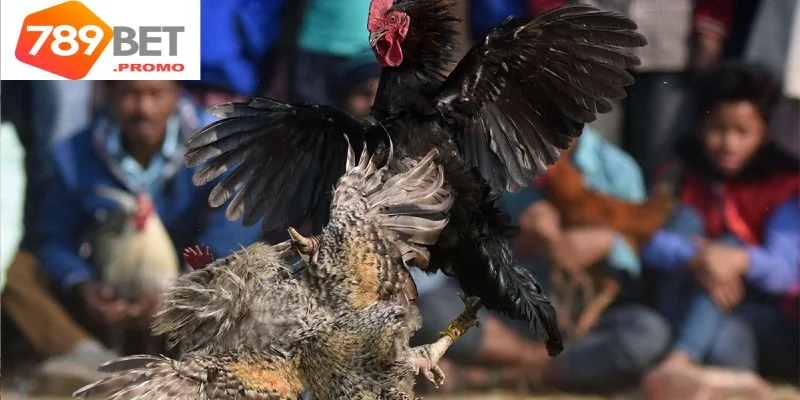 Khám phá đặc điểm của các giống kê nhạn đá hay