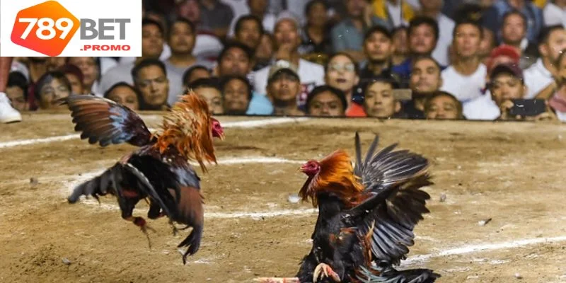 Tìm hiểu mô hình chọi gà tre