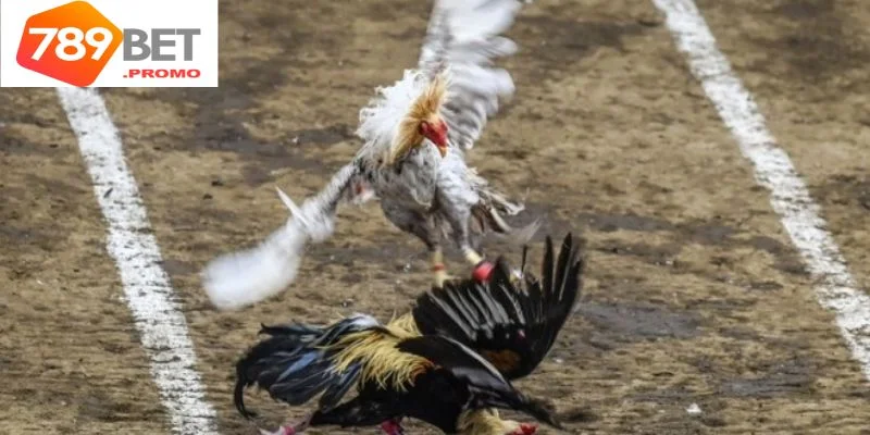 Tìm hiểu nguồn gốc của bộ môn đá gà chọi