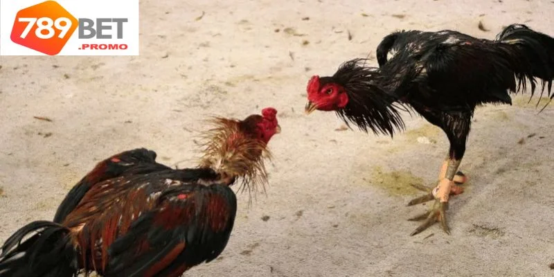 Tổng quan thông tin về giống gà nhạn