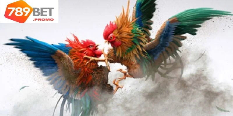 Ưu điểm khi chơi đá gà 999 